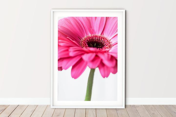 Pink Daisy Flower I | Fine Art Photography Print