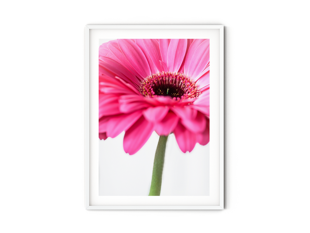 Pink Daisy Flower I | Fine Art Photography Print