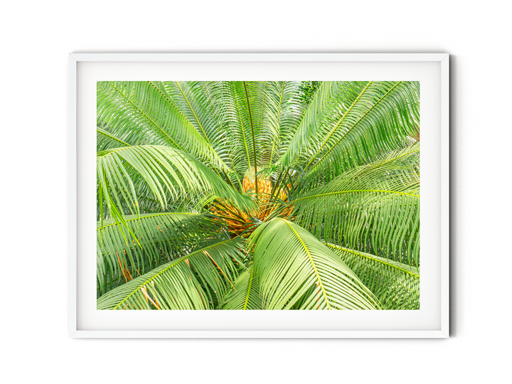 Tropical Palm Tree | Fine Art Photography Print