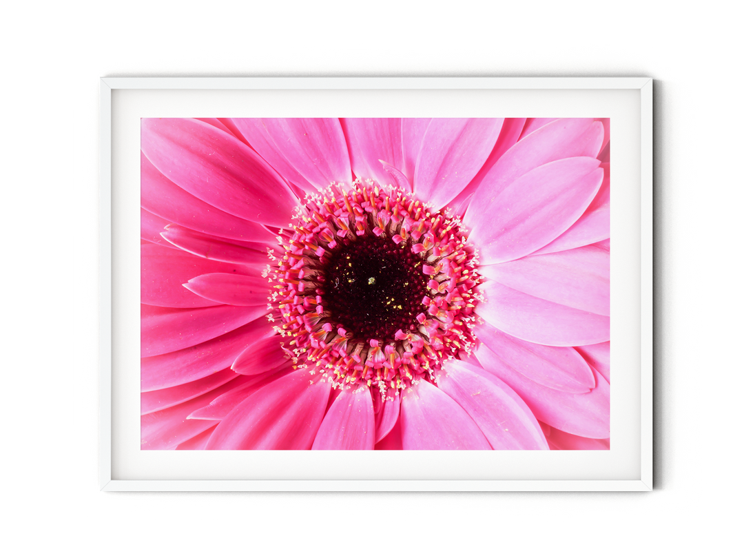 Pink Daisy Flower II | Fine Art Photography Print