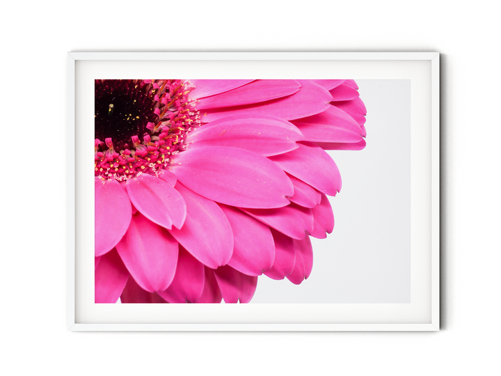 Pink Daisy Flower III | Fine Art Photography Print