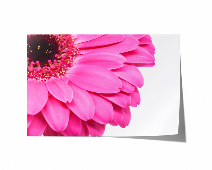 Pink Daisy Flower III | Fine Art Photography Print