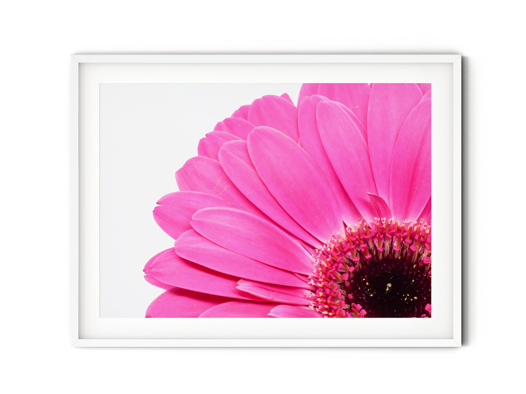 Pink Daisy Flower IV | Fine Art Photography Print