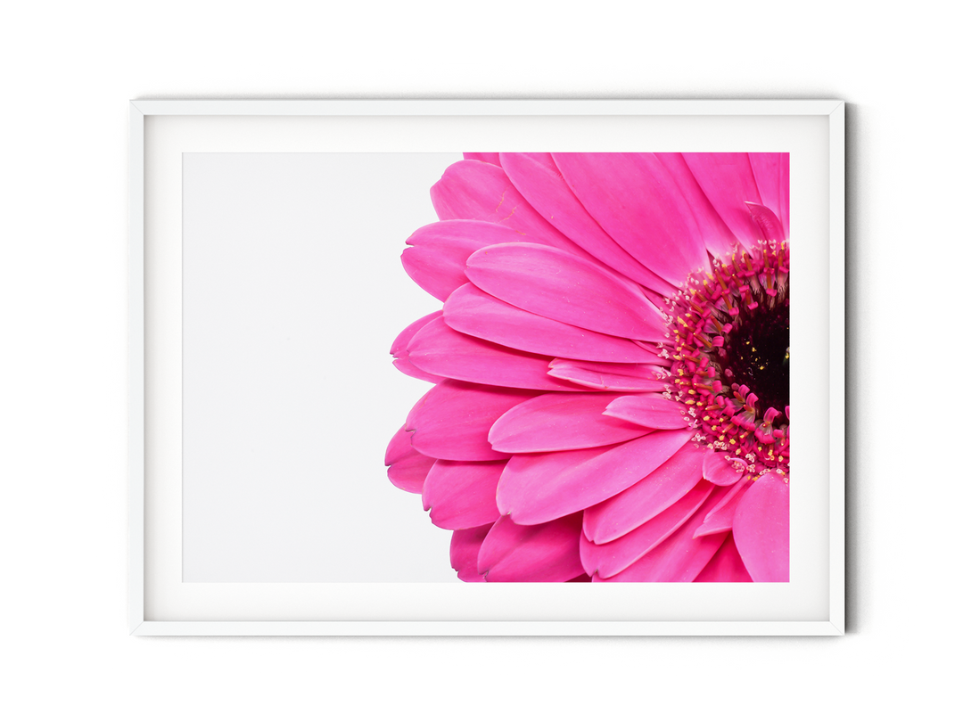 Pink Daisy Flower V | Fine Art Photography Print