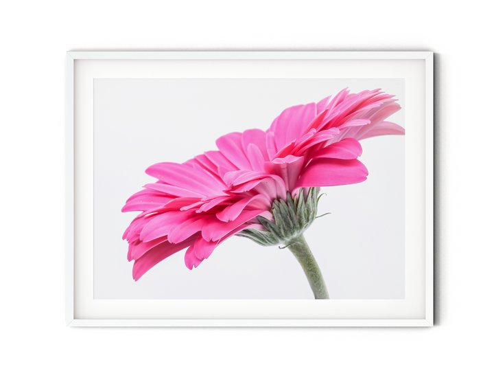 Pink Daisy Flower VI | Fine Art Photography Print