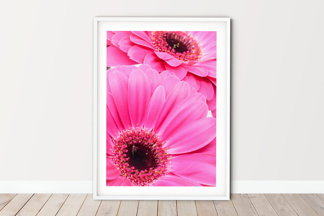 Pink Daisy Flower VII | Fine Art Photography Print