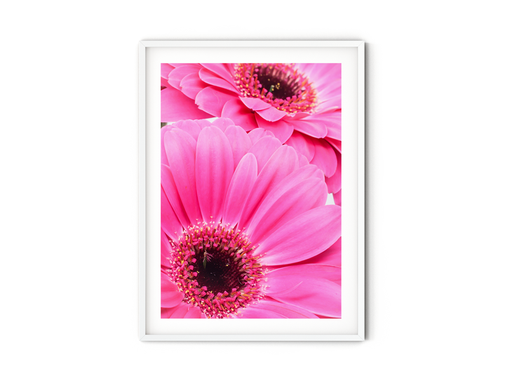 Pink Daisy Flower VII | Fine Art Photography Print