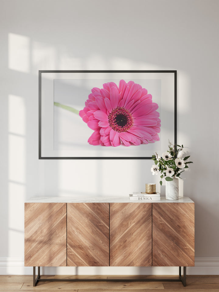 Pink Daisy Flower VIII | Fine Art Photography Print