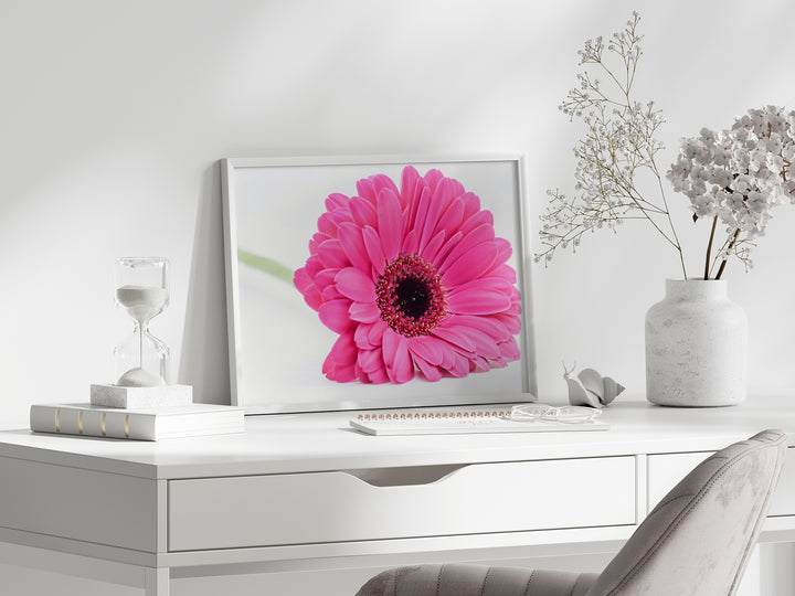 Pink Daisy Flower VIII | Fine Art Photography Print