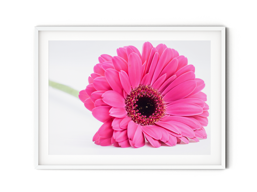 Pink Daisy Flower VIII | Fine Art Photography Print