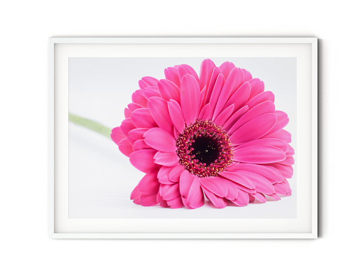 Pink Daisy Flower VIII | Fine Art Photography Print