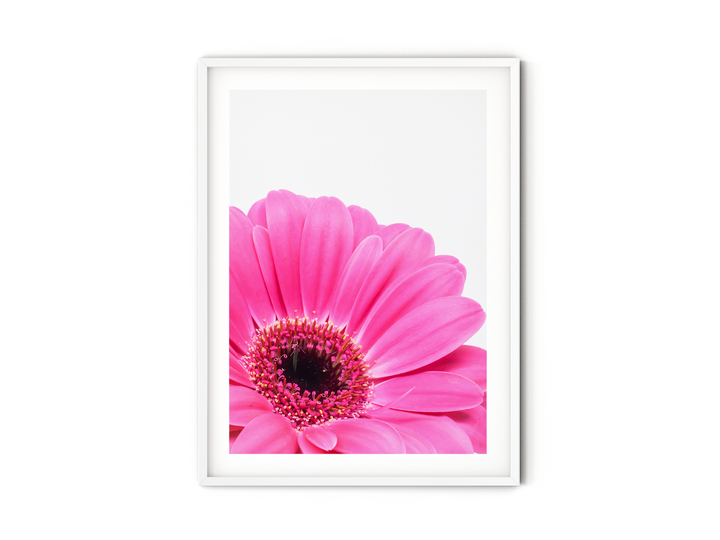 Pink Daisy Flower IX | Fine Art Photography Print