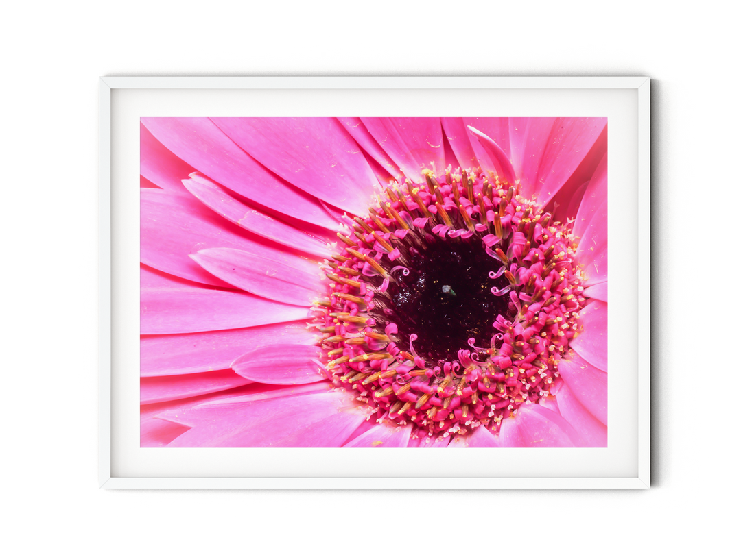 Pink Daisy Flower X | Fine Art Photography Print