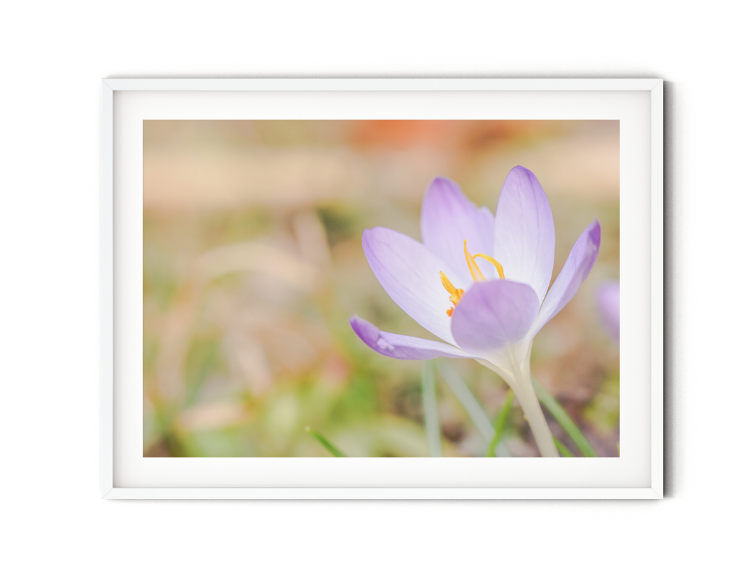 Purple Crocus II | Fine Art Photography Print