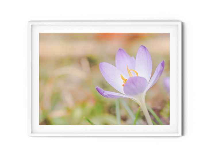 Purple Crocus II | Fine Art Photography Print