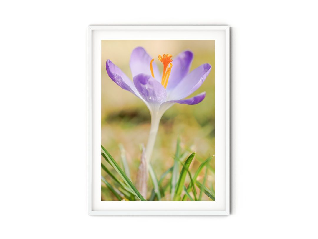 Purple Crocus I | Fine Art Photography Print