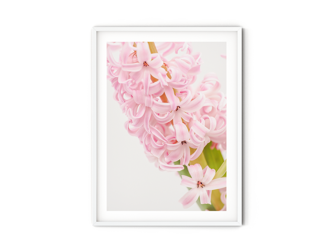 Pink Hyacinth | Fine Art Photography Print