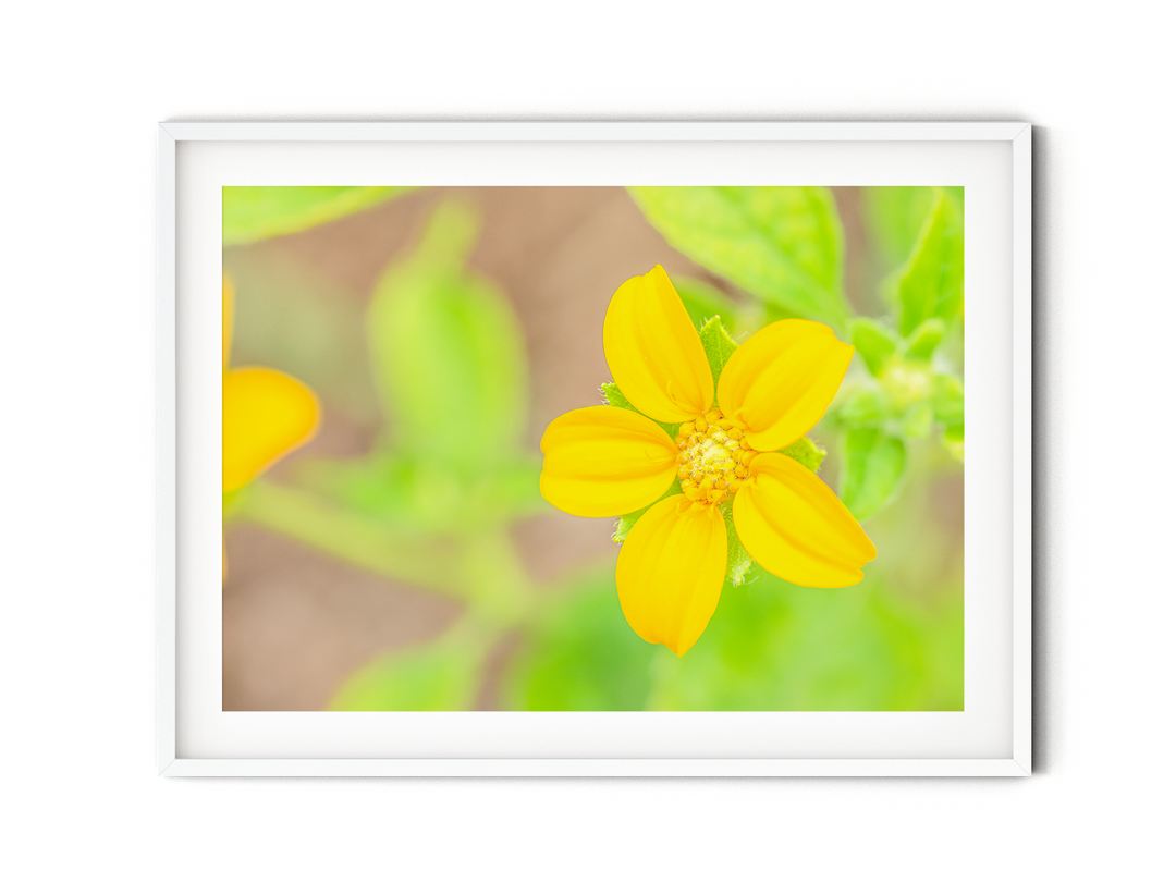 Yellow Wildflower | Fine Art Photography Print