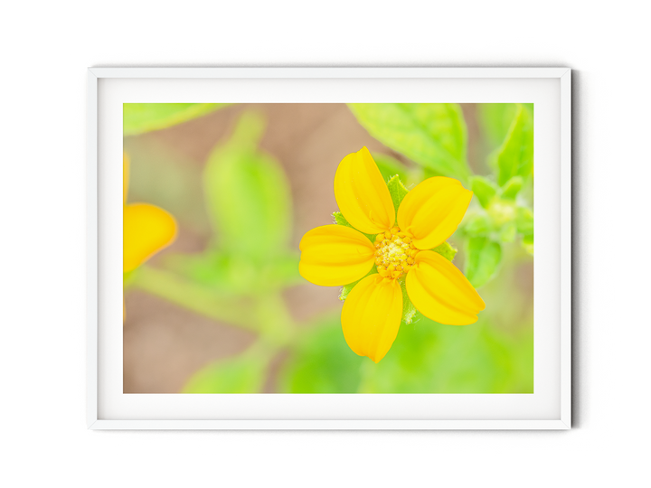 Yellow Wildflower | Fine Art Photography Print