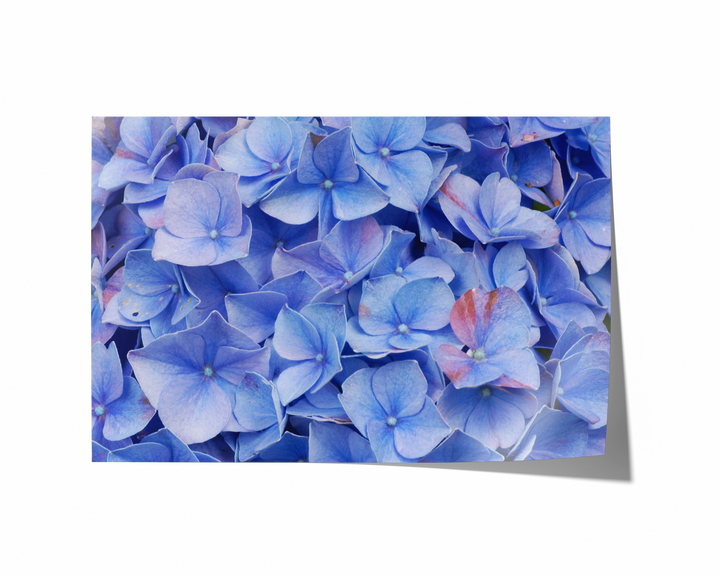 Blue Hydrangea | Fine Art Photography Print