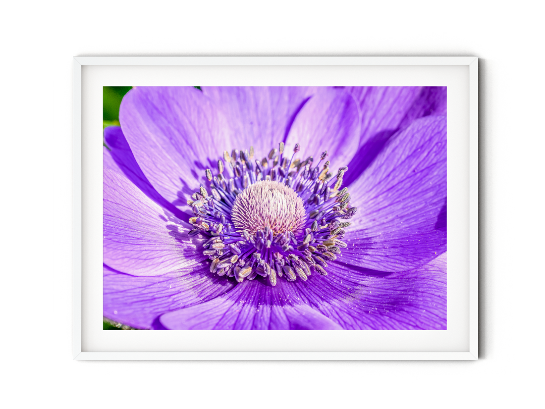 Purple Anemone | Fine Art Photography Print