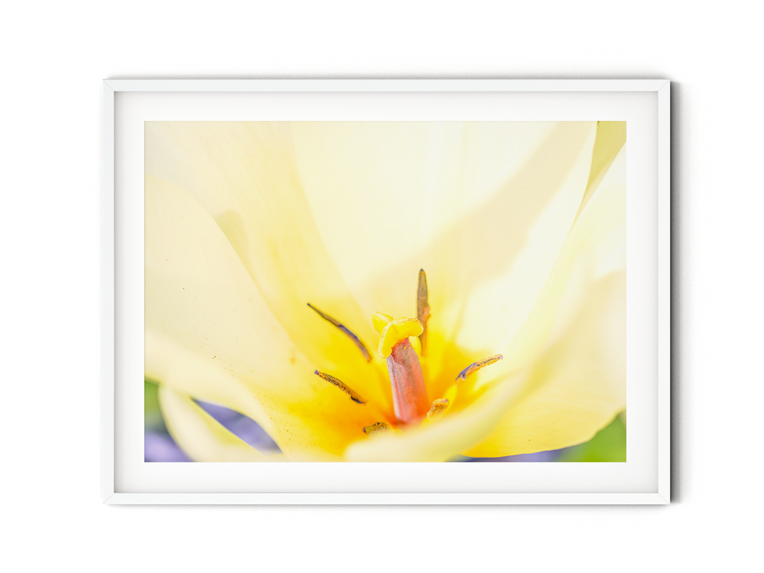 Yellow Tulip | Fine Art Photography Print