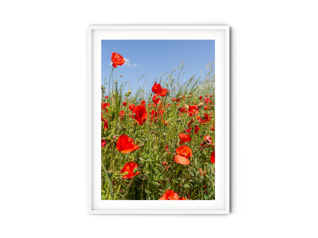 Red Poppy Field I | Fine Art Photography Print