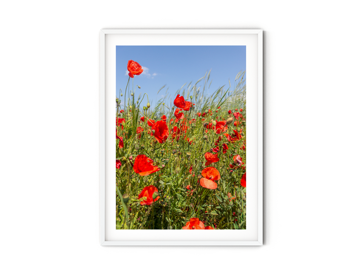 Red Poppy Field I | Fine Art Photography Print