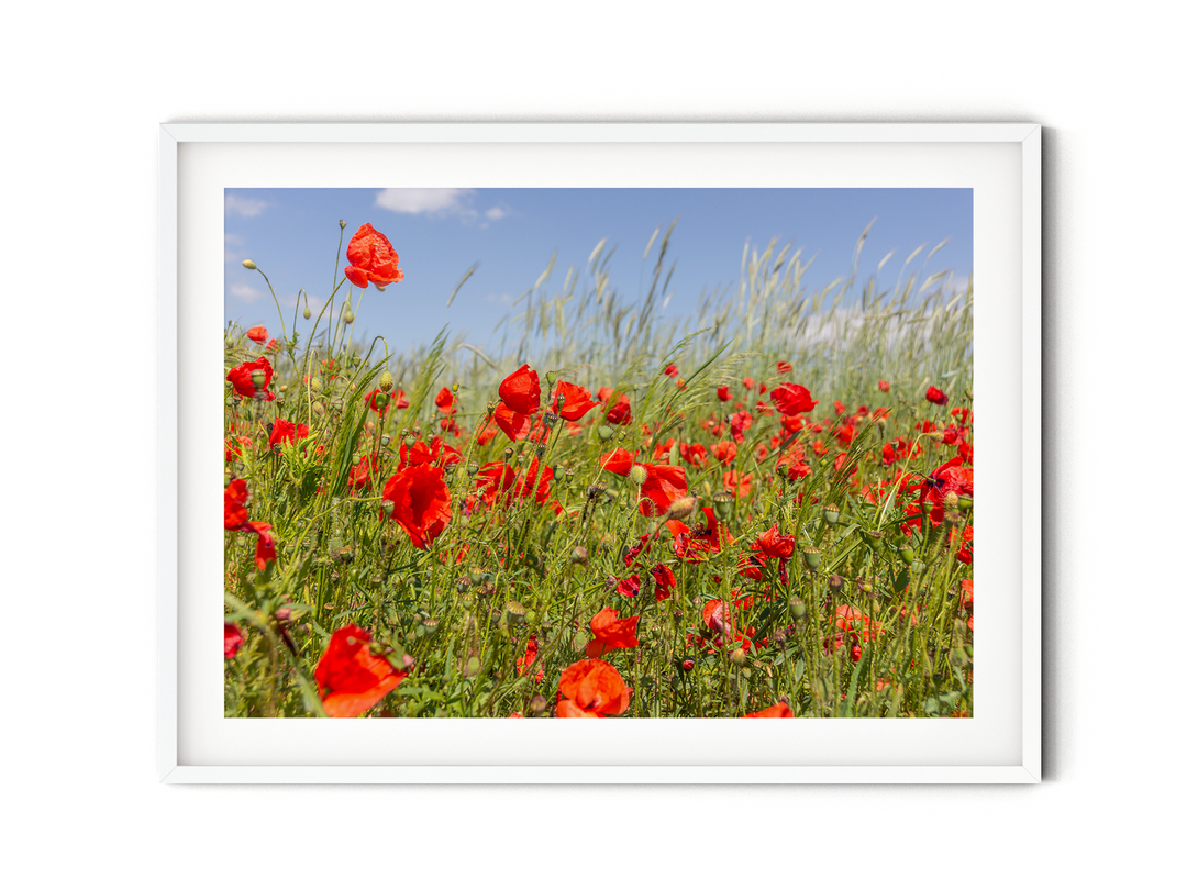 Red Poppy Field II | Fine Art Photography Print