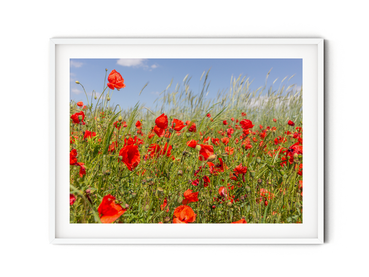 Red Poppy Field II | Fine Art Photography Print