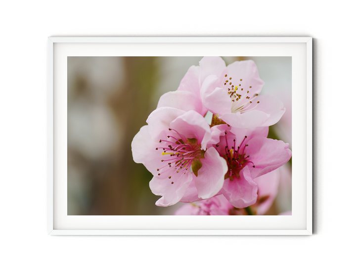 Peach Blossom | Fine Art Photography Print