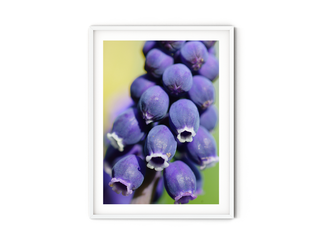 Grape Hyacinth | Fine Art Photography Print