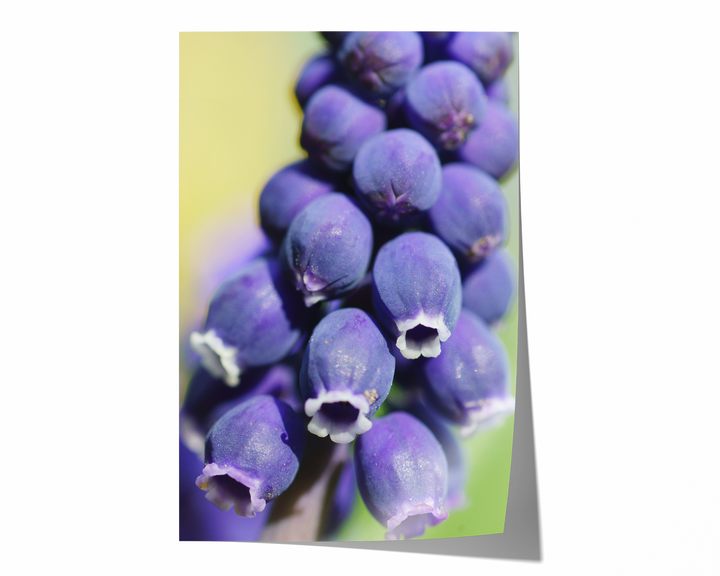 Grape Hyacinth | Fine Art Photography Print