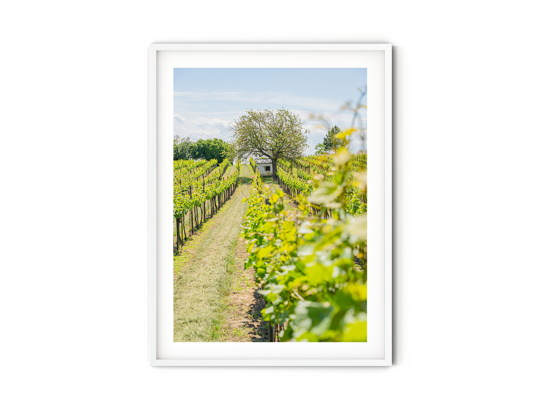 Vineyards in Spring | Fine Art Photography Print