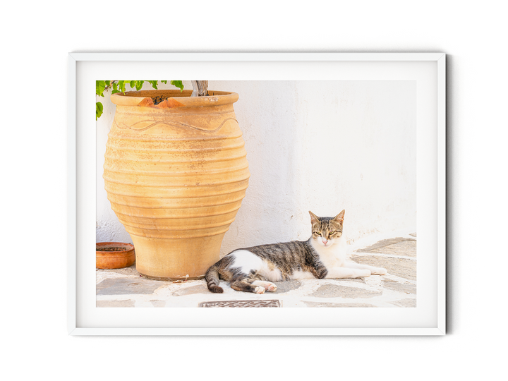 Greek Cat II | Fine Art Photography Print