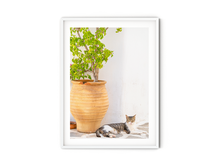 Greek Cat III | Fine Art Photography Print