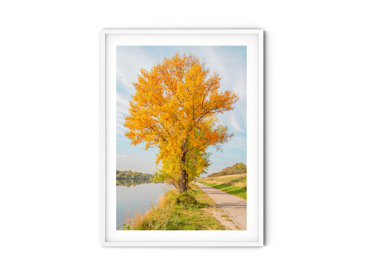 Yellow Fall Foliage | Fine Art Photography Print