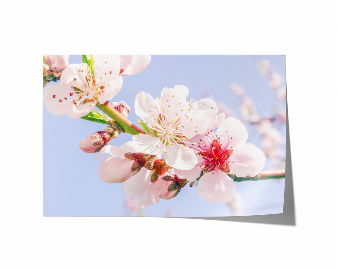Spring Blossoms | Fine Art Photography Print