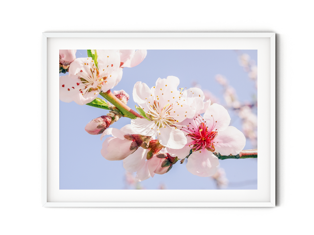 Frühlingsblüten | Fine Art Poster Print