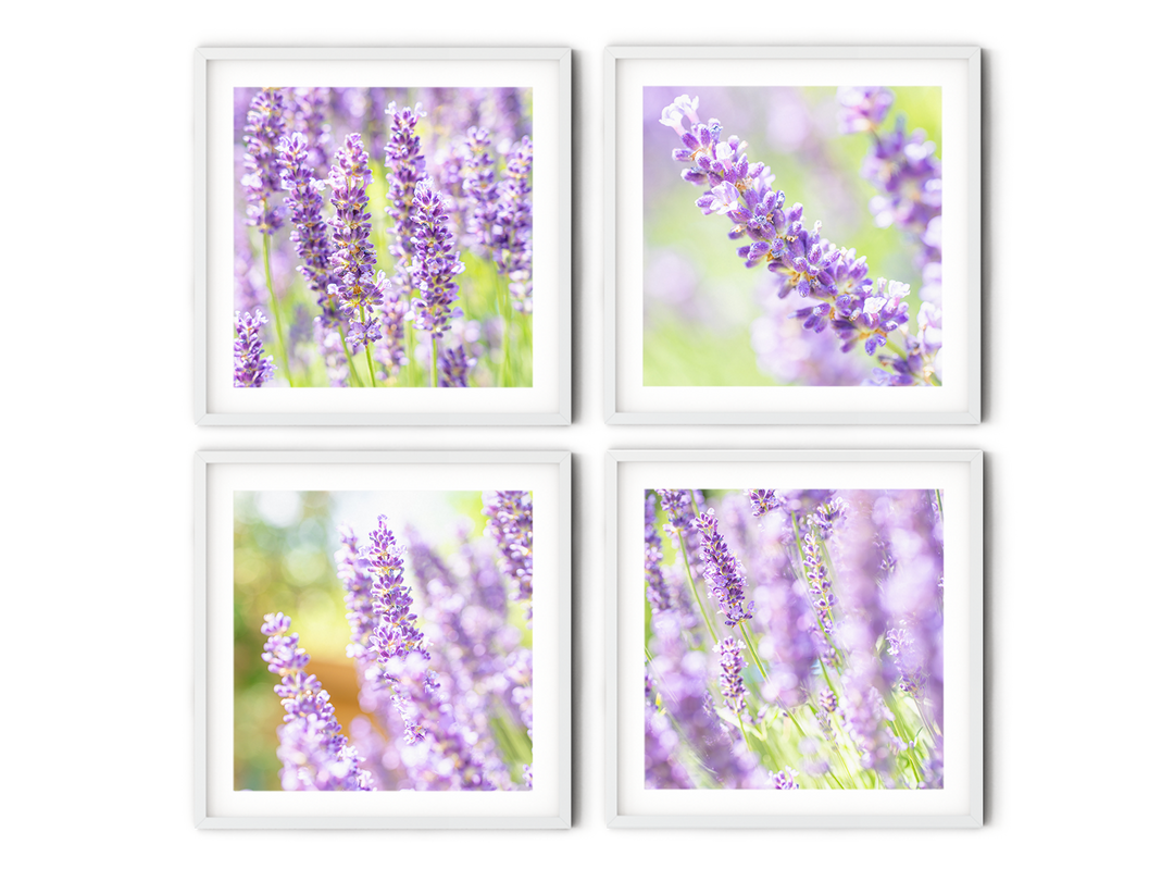 Purple Lavender Fields Gallery Wall | Fine Art Photography Print Set