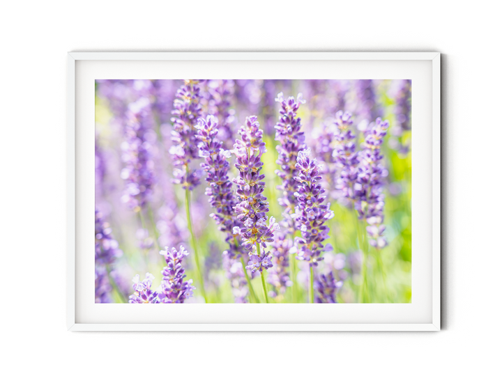 Purple Lavender I | Fine Art Photography Print