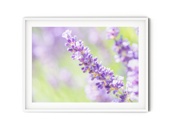 Purple Lavender II | Fine Art Photography Print