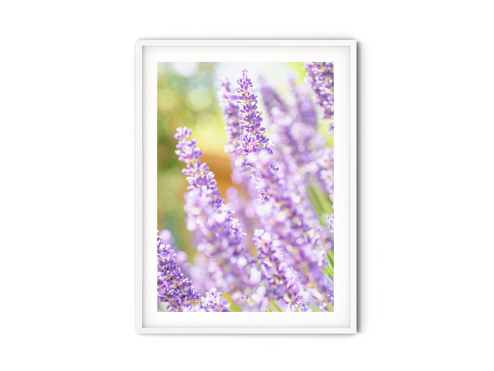 Purple Lavender III | Fine Art Photography Print