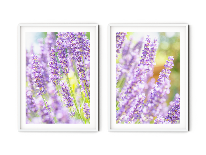 Purple Lavender Gallery Wall | Fine Art Photography Print Set