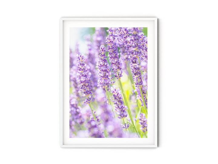 Purple Lavender IV | Fine Art Photography Print